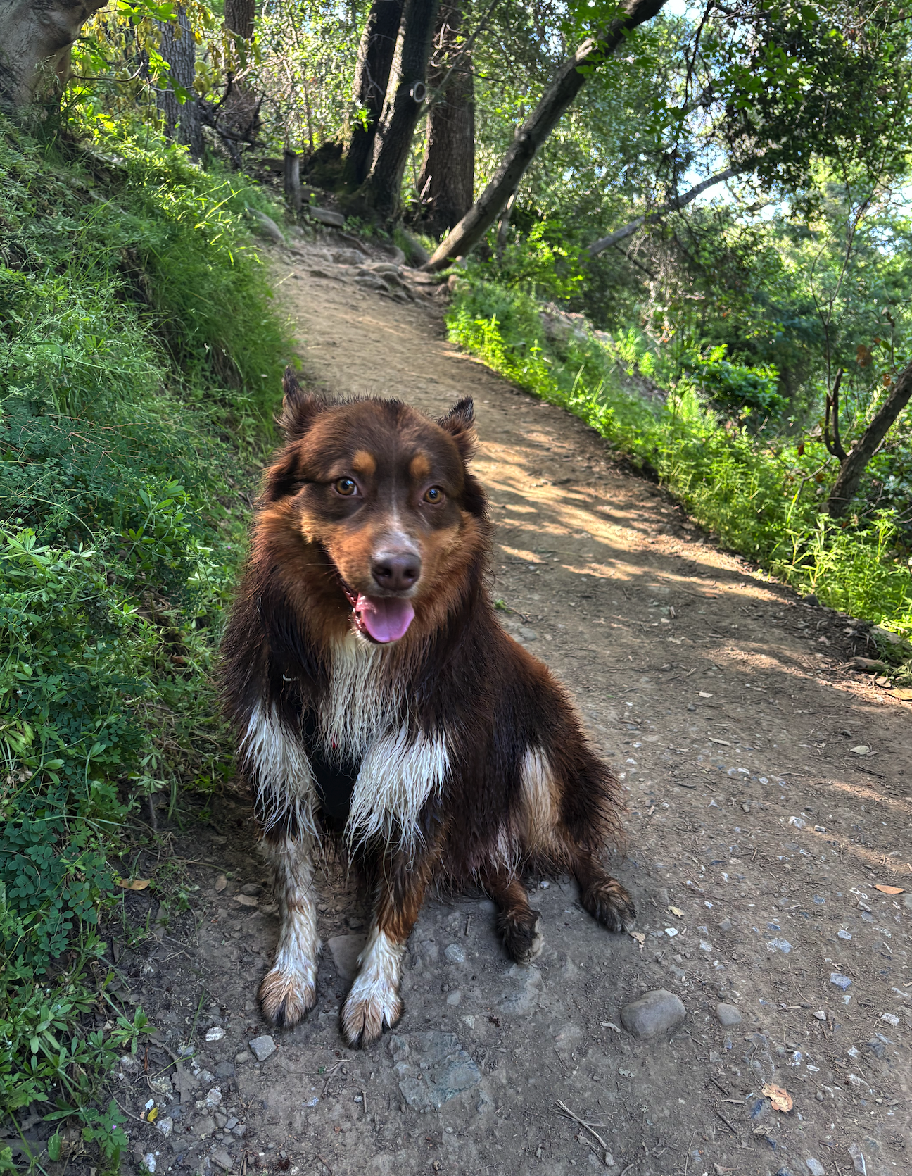Dog Picture