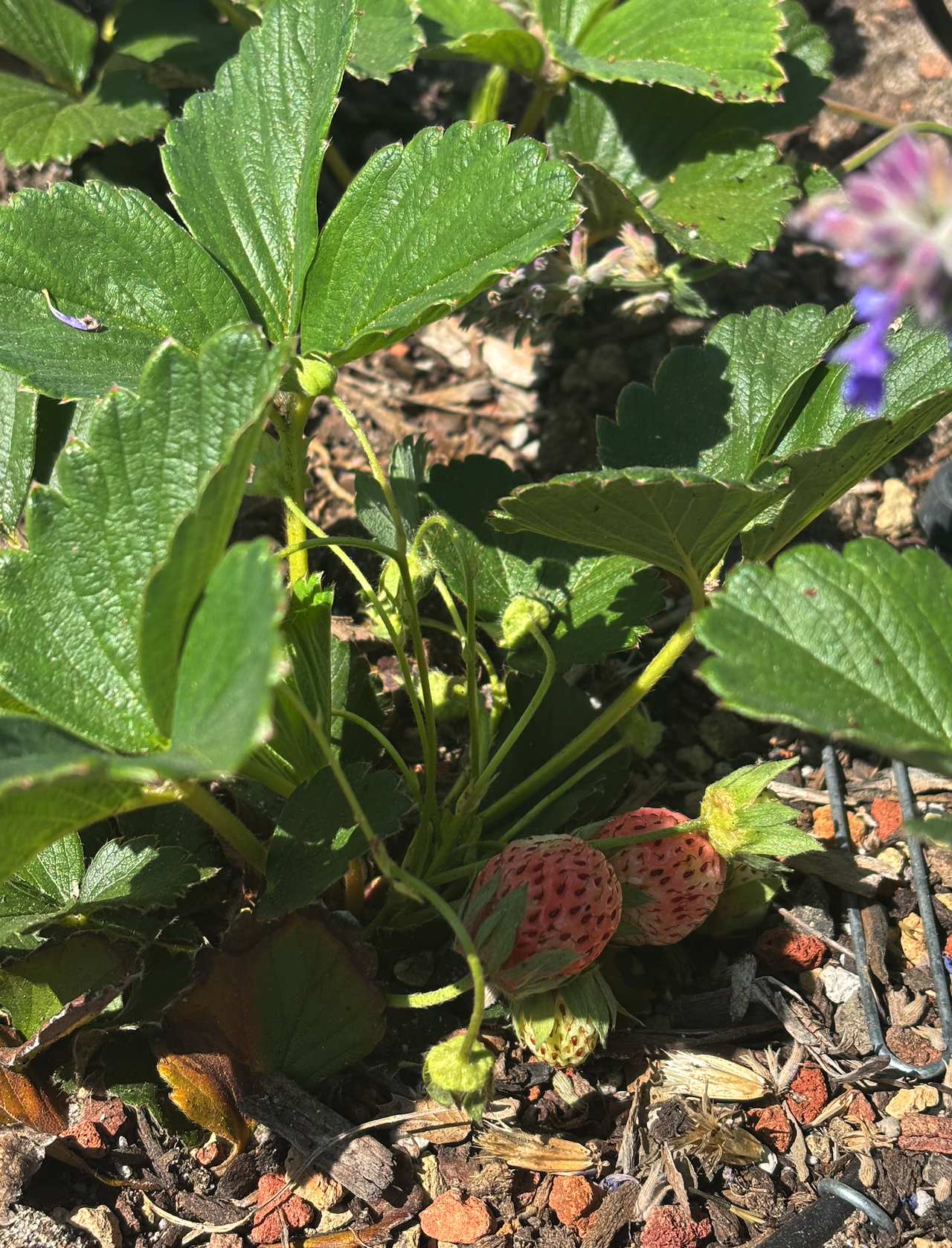 Garden Picture